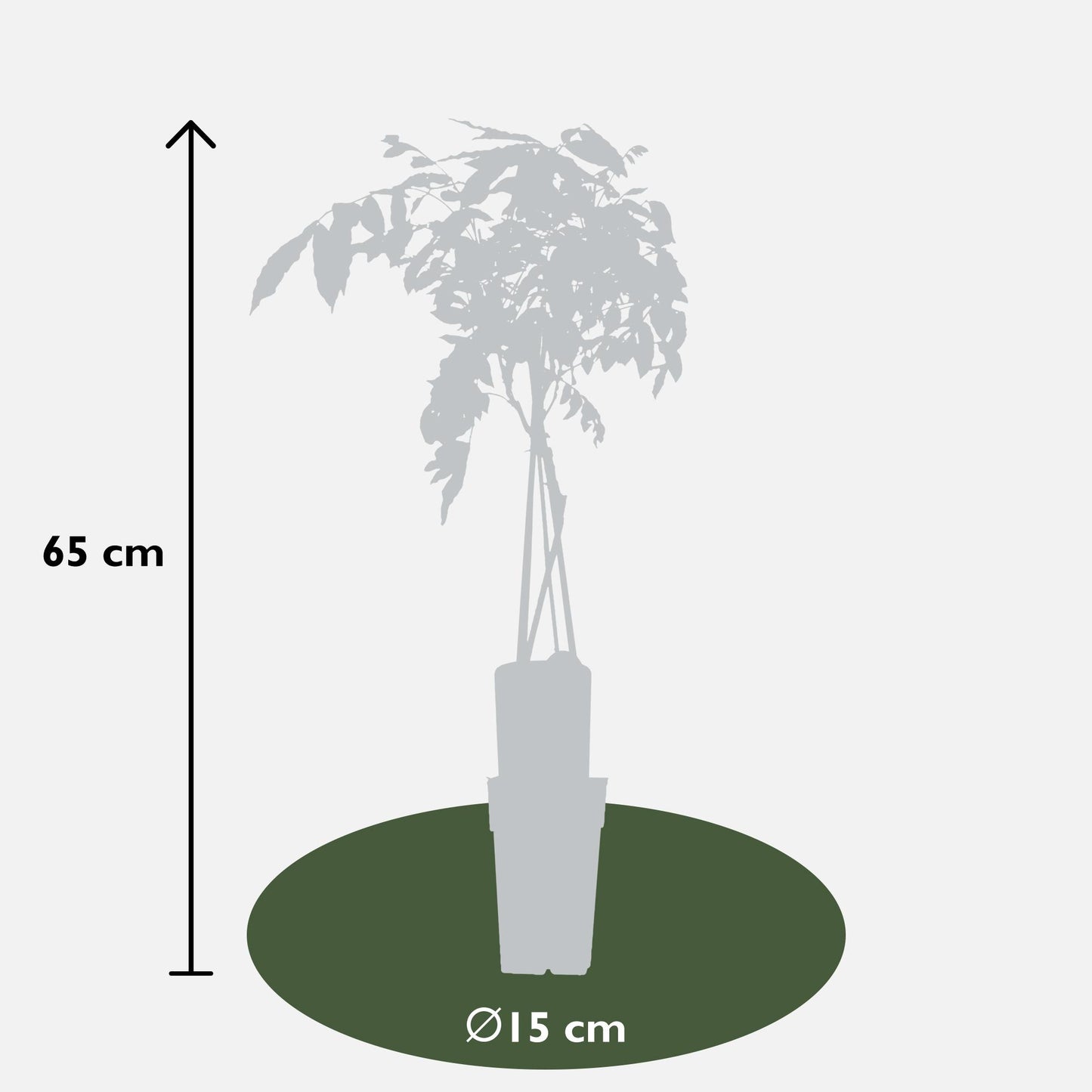 2x Wisteria sinensis 'Prolific' - ↨65cm - Ø15