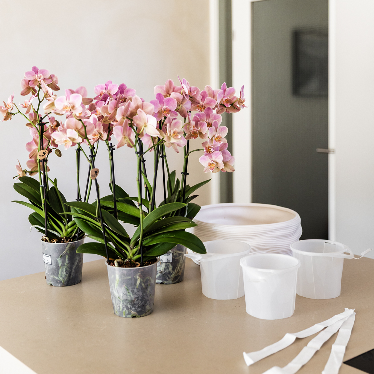 Kolibri Orchids | Witte orchideeënset in Como dish incl. waterreservoir | drie witte Ghent orchideeën 12cm | Mono Bouquet wit met zelfvoorzienend waterreservoir