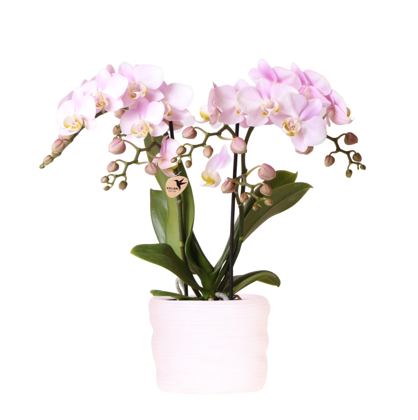 Kolibri Orchids | Roze orchidee Portugal 9cm in Como pot incl. waterreservoir