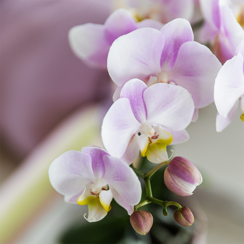 Kolibri Orchids | Roze orchideeënset in Como dish incl. waterreservoir | twee roze Portugal orchideeën 9cm
