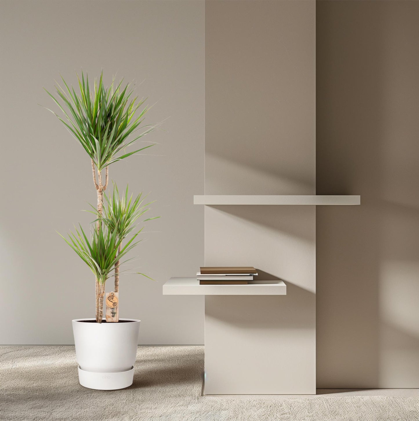 Dracaena Marginata - Ø21cm - ↕120cm
