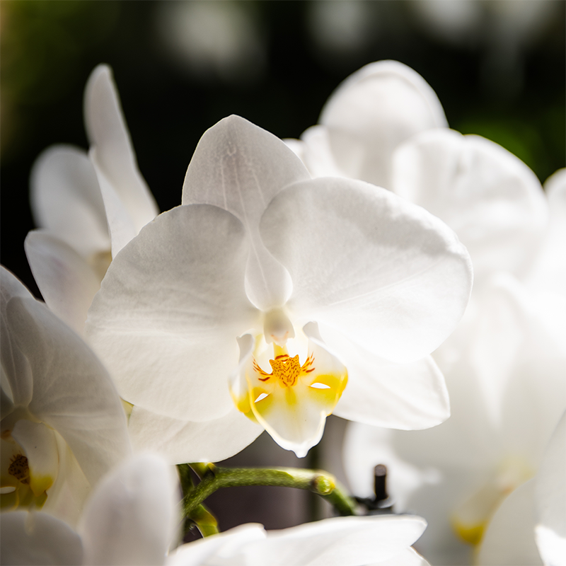 Kolibri Orchids | Witte orchideeënset in Como dish incl. waterreservoir | drie witte Ghent orchideeën 12cm | Mono Bouquet wit met zelfvoorzienend waterreservoir