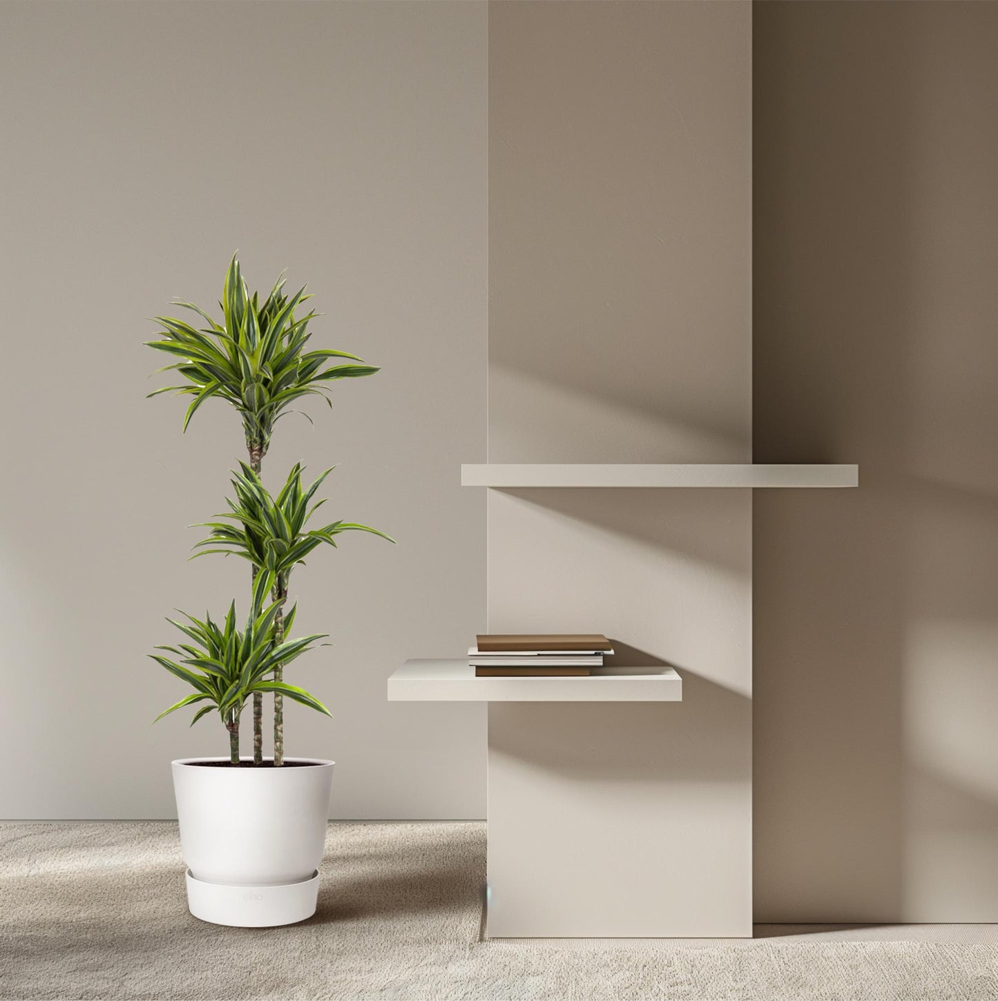 Dracaena Lemon Lime - 140 cm - ø24