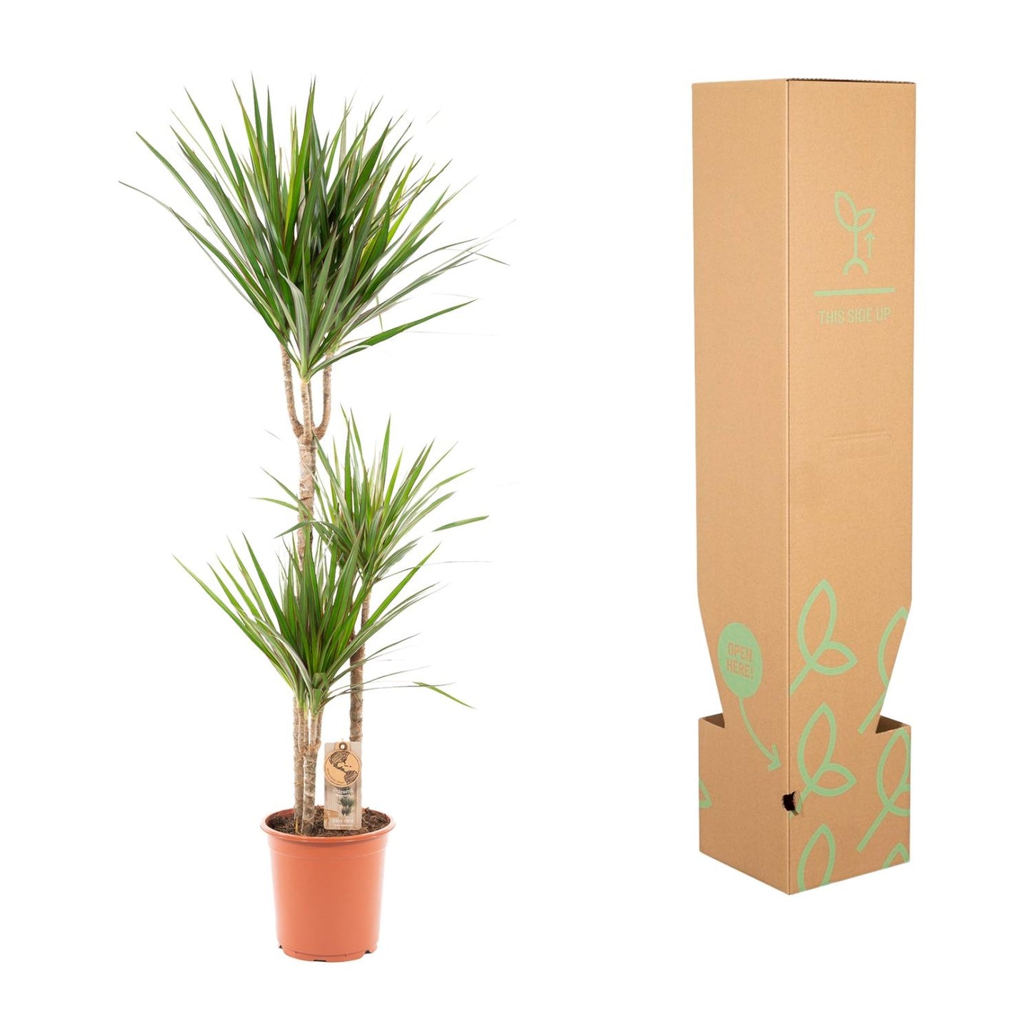 Dracaena Marginata - Ø21cm - ↕120cm