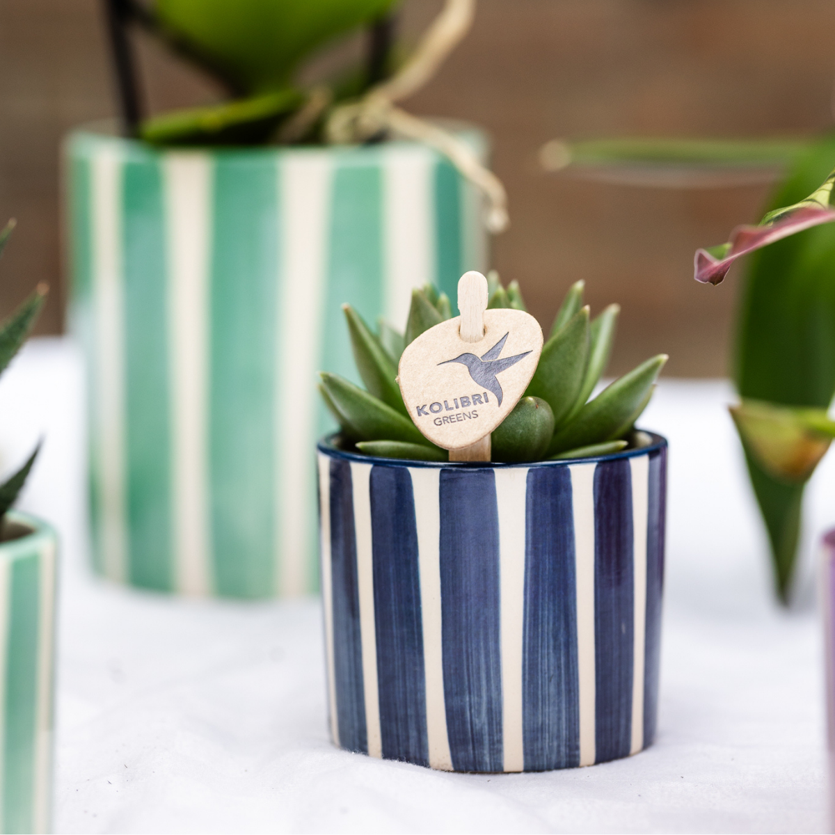 Kolibri Orchids | Set van orchidee Lima en succulenten in keramieken sierpotten - potmaat Ø9cm & Ø6cm | bloeiende kamerplant - vers van de kweker
