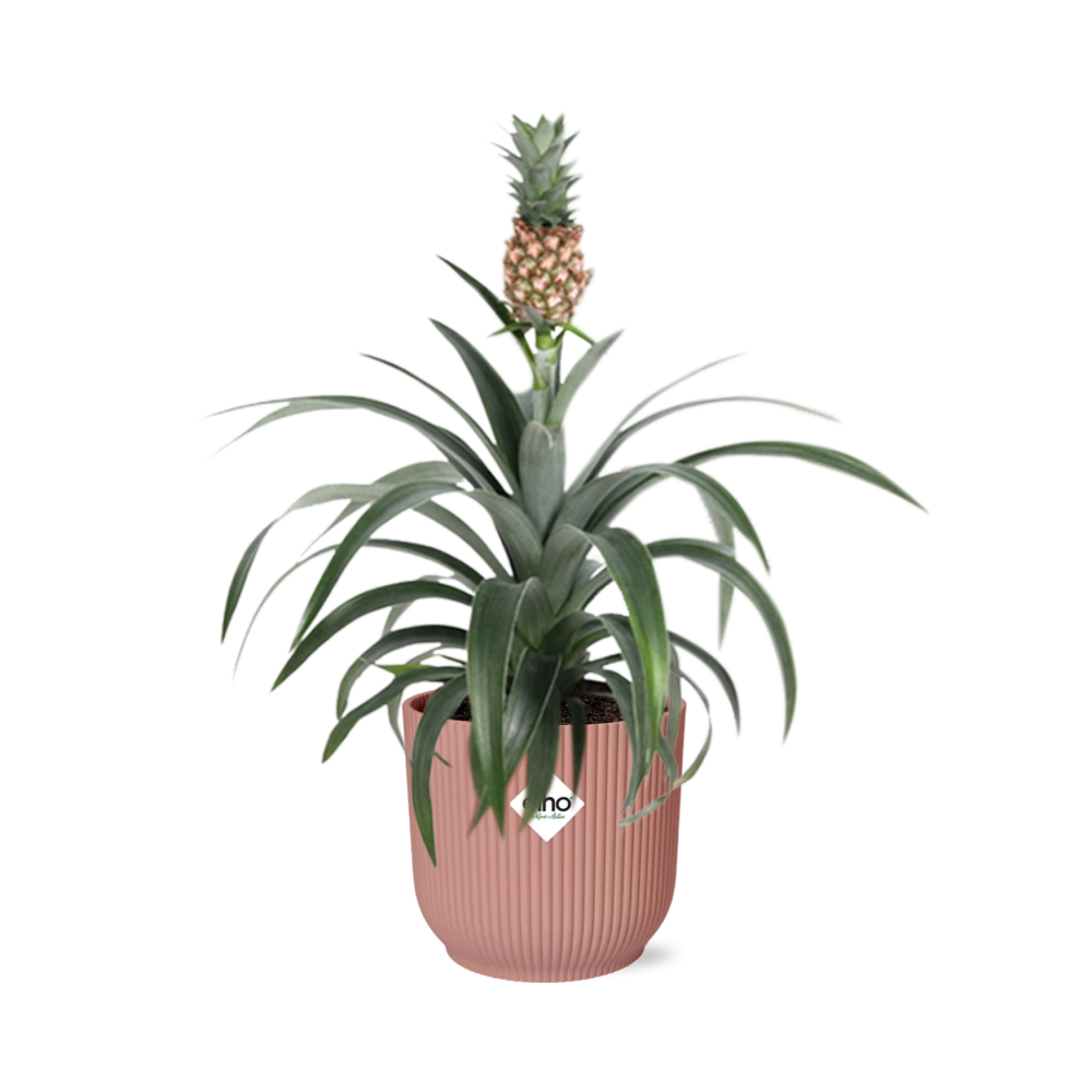 Ananas Mi Amigo in ELHO Vibes Fold 14cm roze
