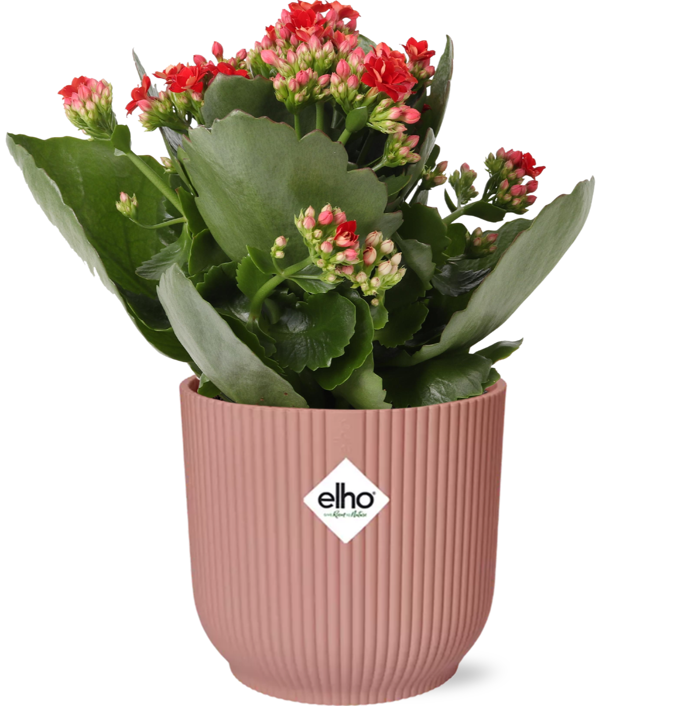 Mother's Day - Kalanchoe Rosalina Don Justino Rood + ELHO Vibes Fold 14cm roze