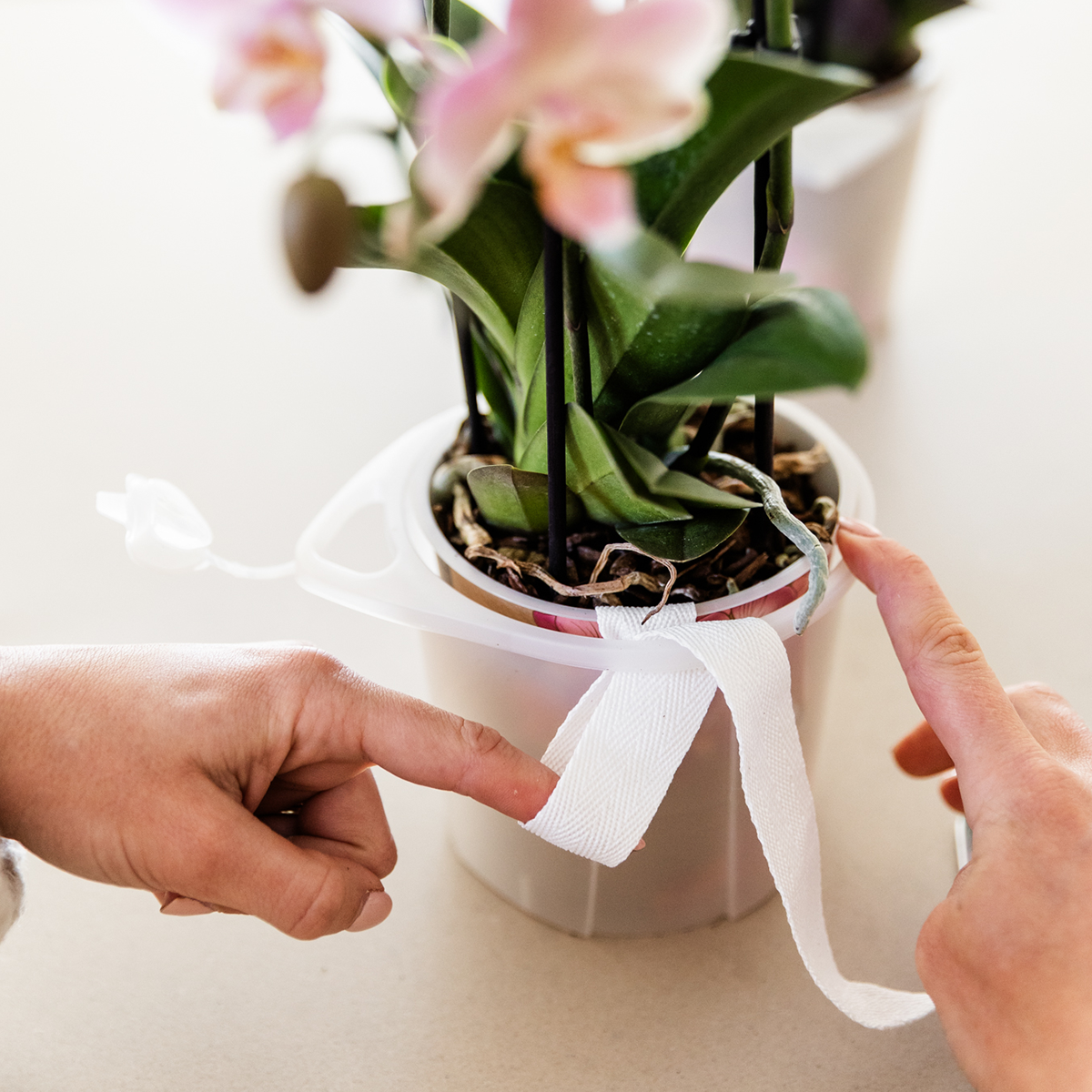 Kolibri Orchids | witte orchideeënset in Como dish incl. waterreservoir | drie witte orchideeën Amabilis 9cm | Mono Bouquet wit met zelfvoorzienend waterreservoir