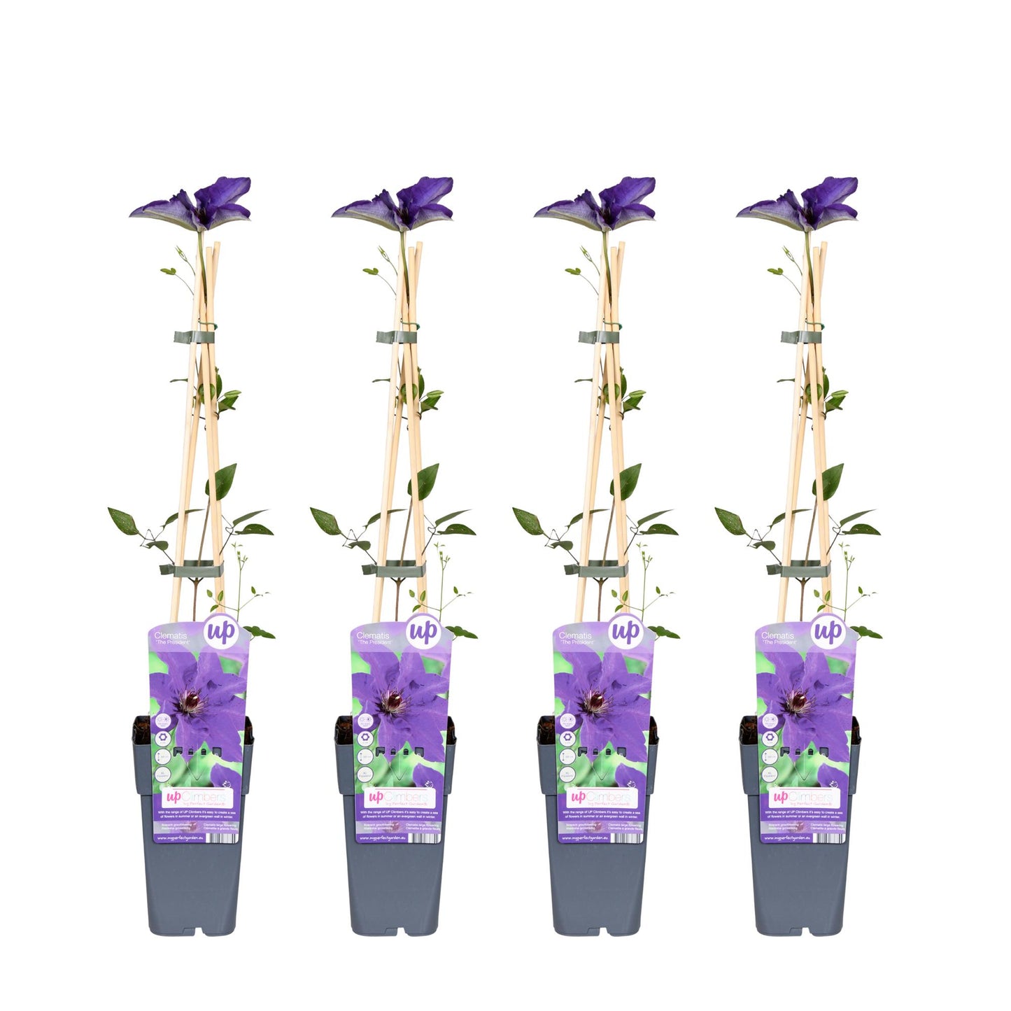 4x - Clematis The President - ↨65cm - Ø15