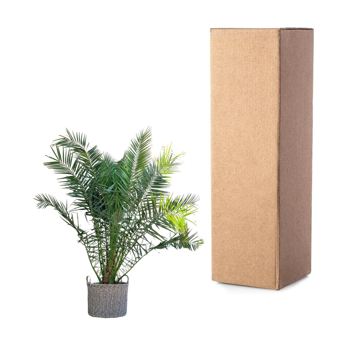 Phoenix Canariensis - 300cm - ø50