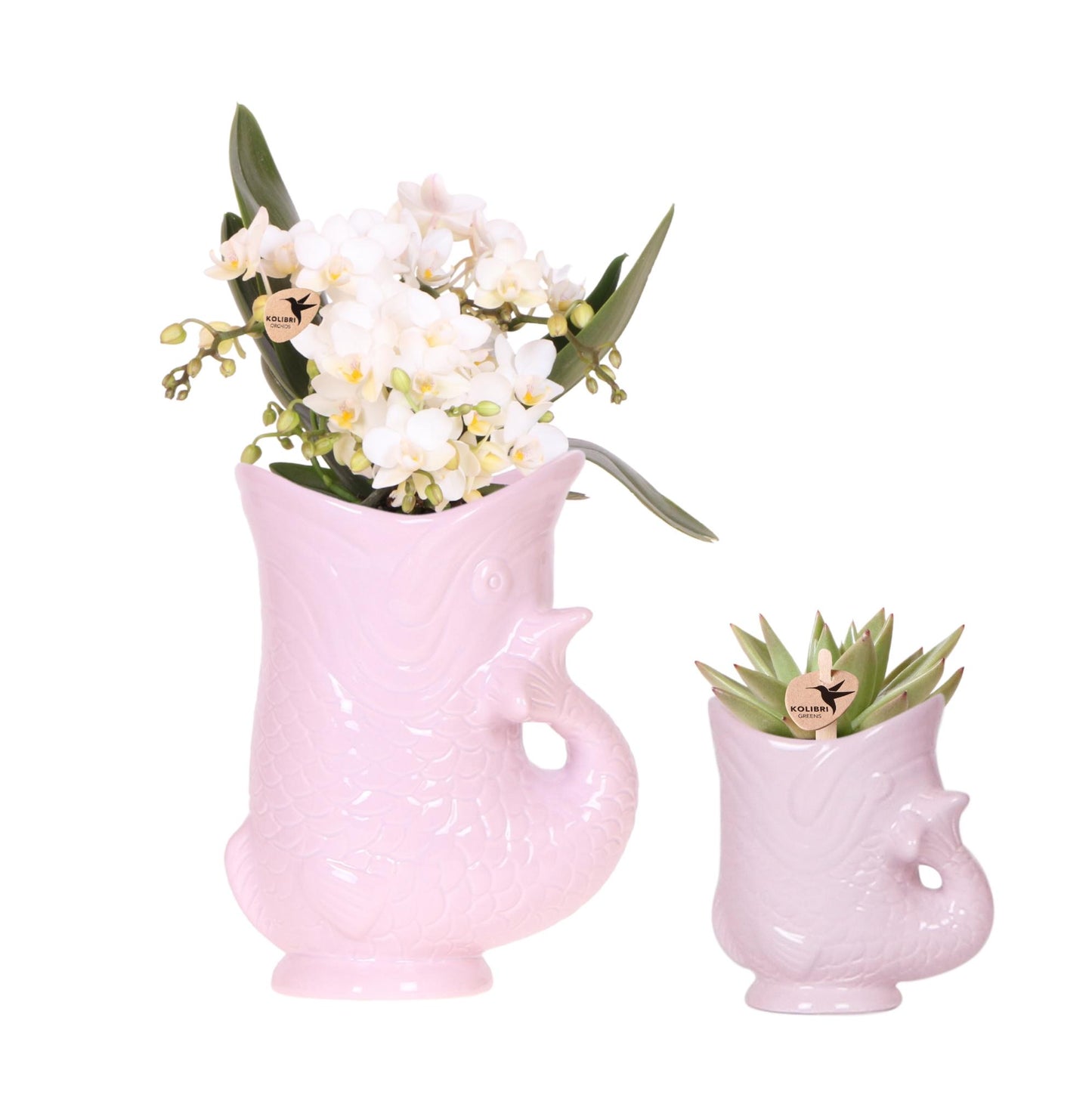 Kolibri Orchids | Set van witte orchidee Nazaré en succulent in Fish sierpot roze - potmaat Ø9cm & Ø6cm | bloeiende kamerplant - vers van de kweker