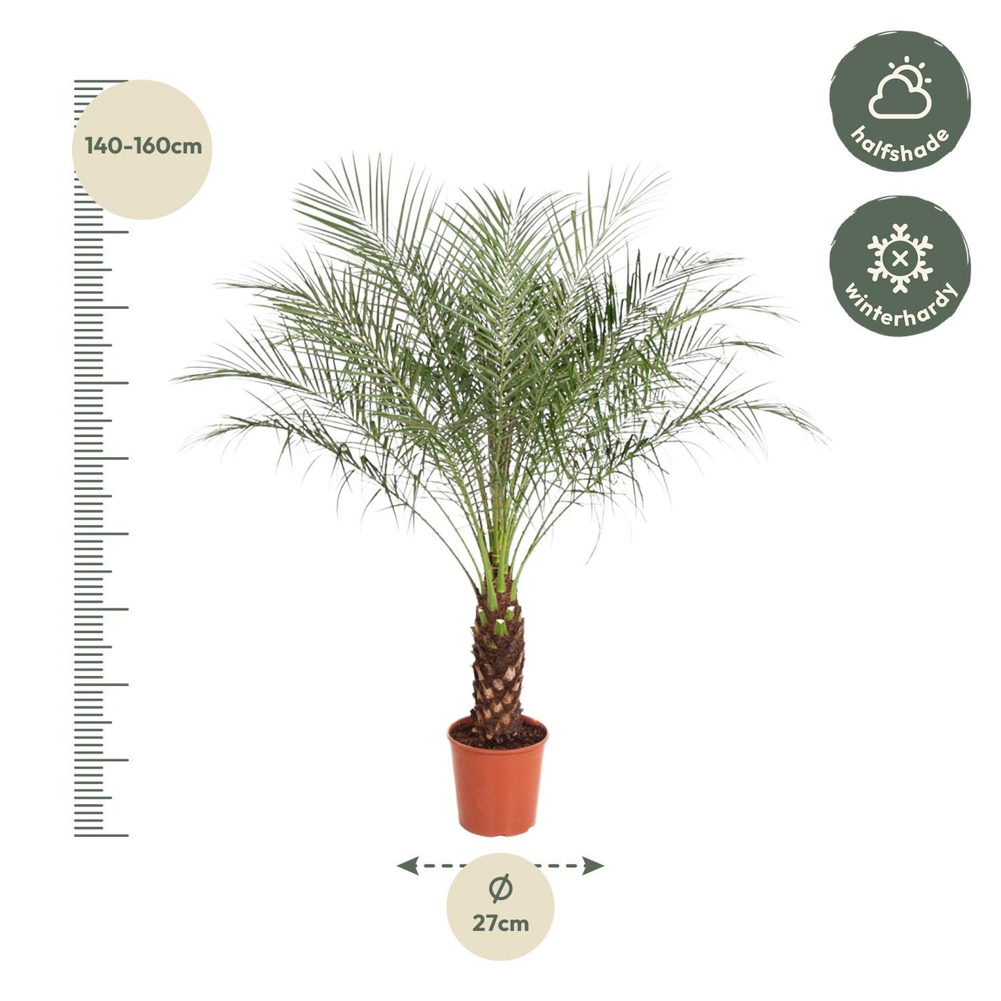 Phoenix Roebelenii - 160 cm - ø27