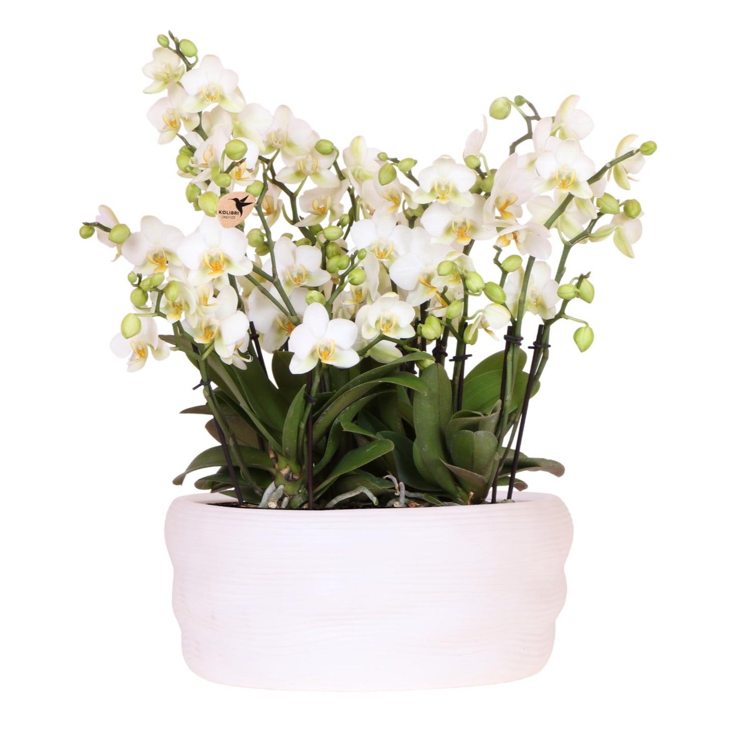 Kolibri Orchids | Witte orchideeënset in Como dish incl. waterreservoir | drie witte Lausanne orchideeën 12cm | Mono Bouquet wit met zelfvoorzienend waterreservoir