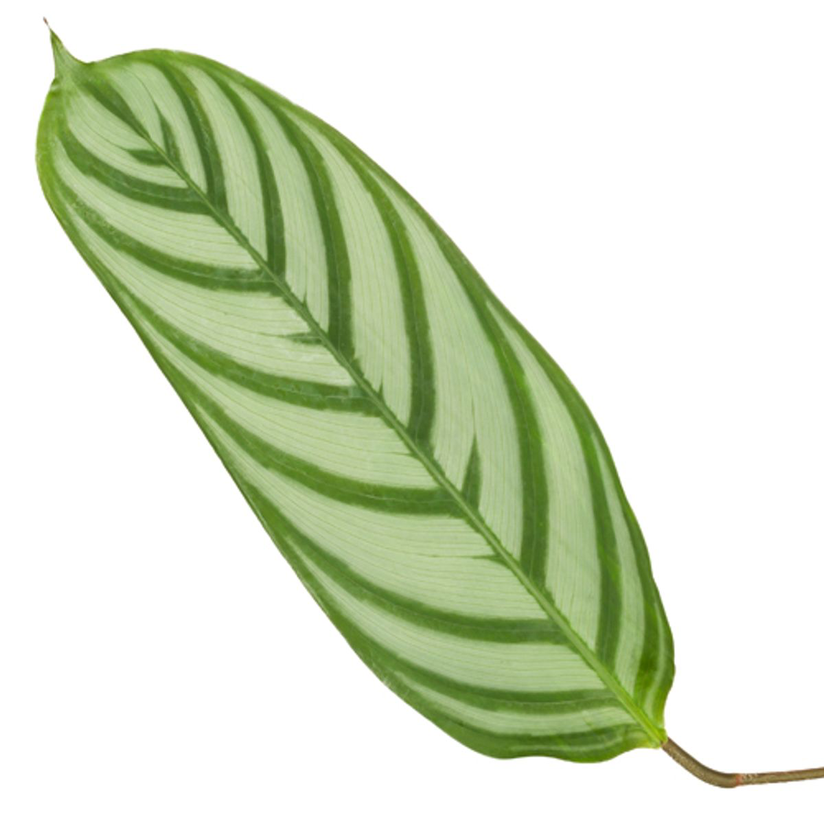 Calathea Compactstar - 90 cm - Ø21cm