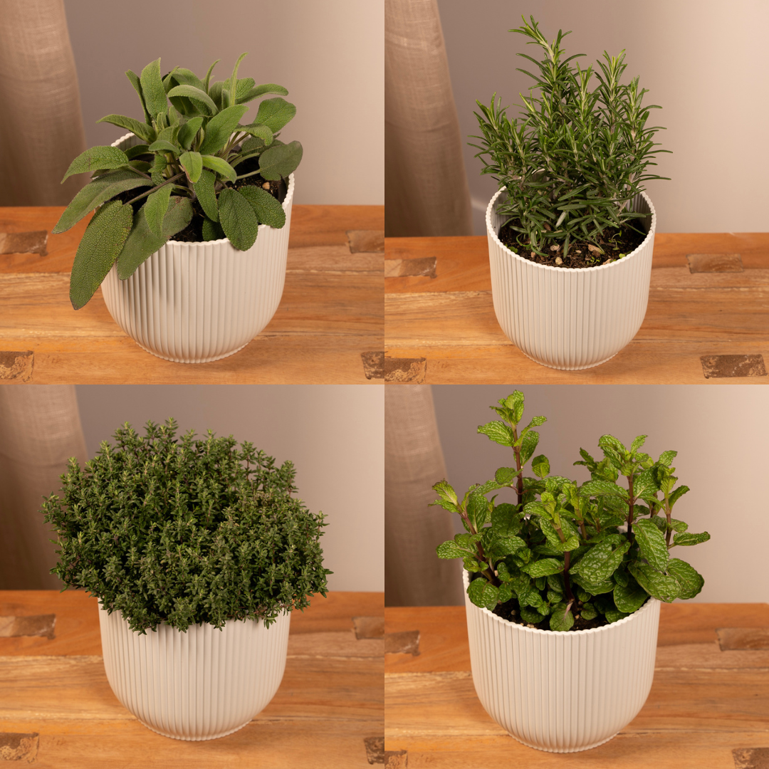 PROMO - Tuinkruiden Mix - 4 stuks - Ø14cm - ↕18cm