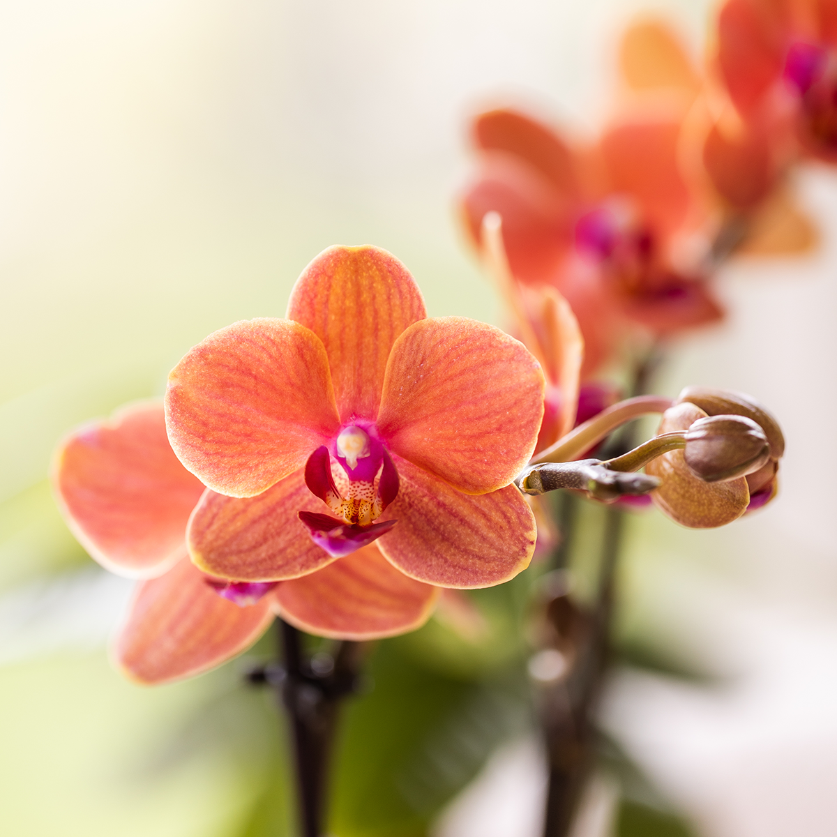 Kolibri Orchids | oranje orchideeënset in Como dish incl. waterreservoir | drie oranje orchideeën Bolzano 9cm | Mono Bouquet oranje met zelfvoorzienend waterreservoir
