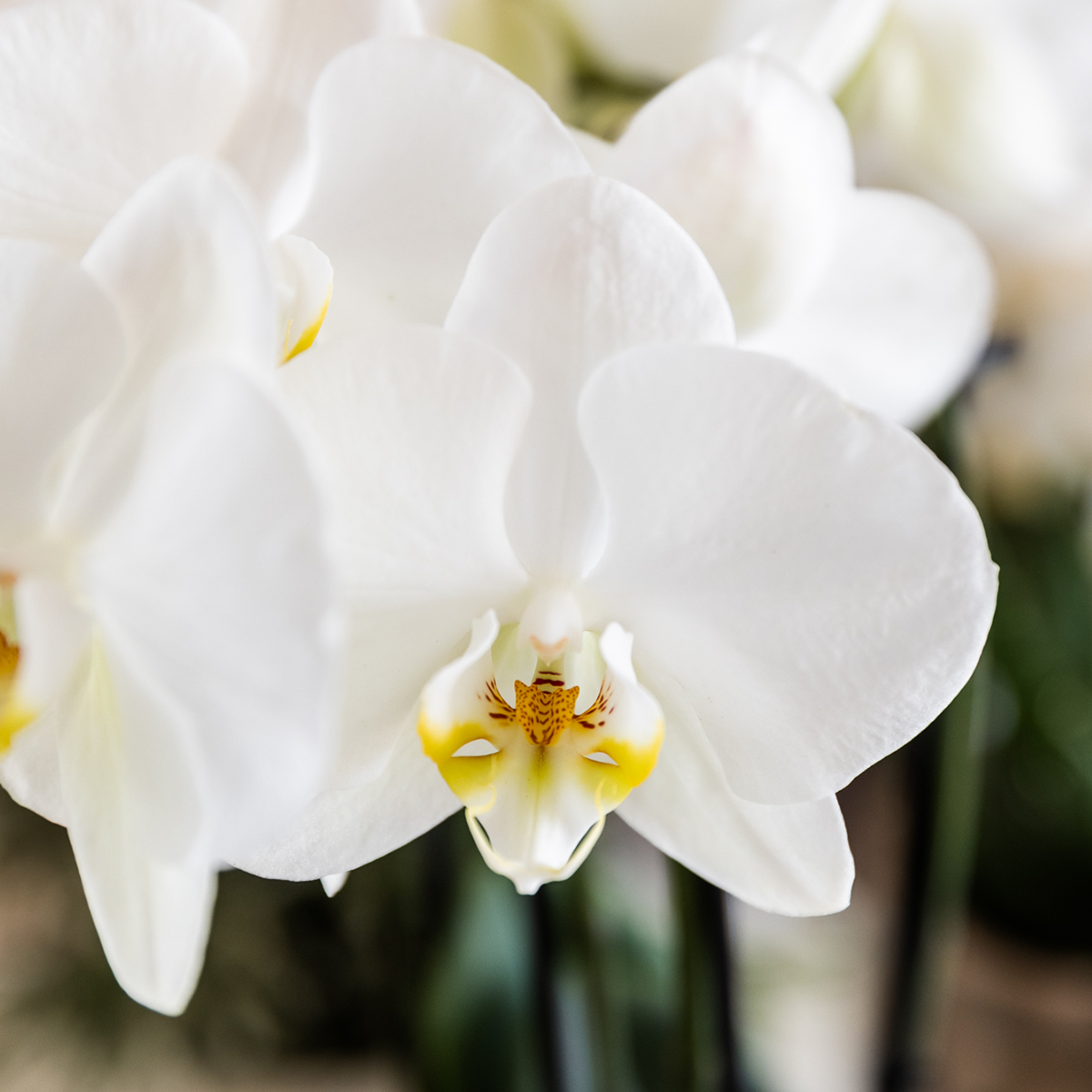 Kolibri Orchids | Witte orchideeënset in Como dish incl. waterreservoir | drie witte Ghent orchideeën 12cm | Mono Bouquet wit met zelfvoorzienend waterreservoir
