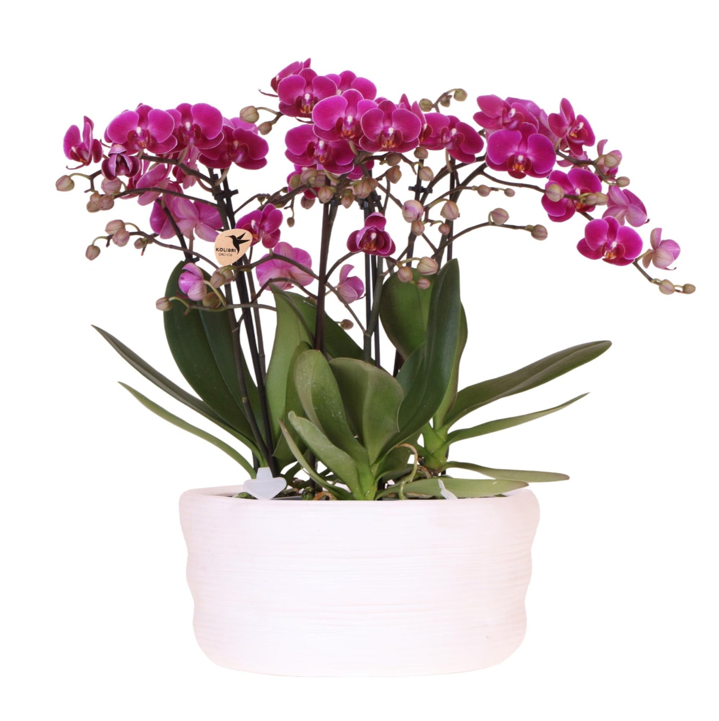 Kolibri Orchids | paarse orchideeënset in Como dish incl. waterreservoir | drie paarse orchideeën Morelia 9cm | Mono Bouquet paars met zelfvoorzienend waterreservoir