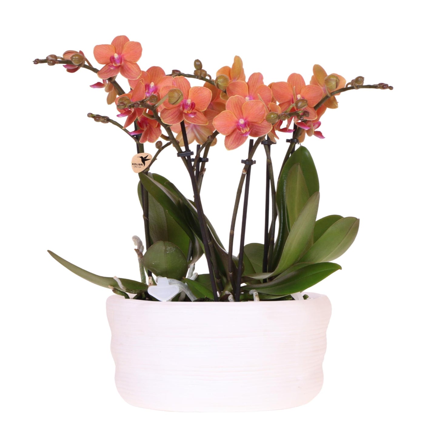 Kolibri Orchids | oranje orchideeënset in Como dish incl. waterreservoir | drie oranje orchideeën Bolzano 9cm | Mono Bouquet oranje met zelfvoorzienend waterreservoir