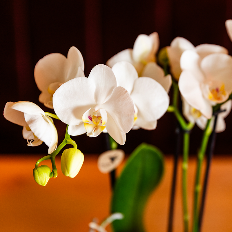 Kolibri Orchids | witte orchideeënset in Como dish incl. waterreservoir | drie witte orchideeën Amabilis 9cm | Mono Bouquet wit met zelfvoorzienend waterreservoir