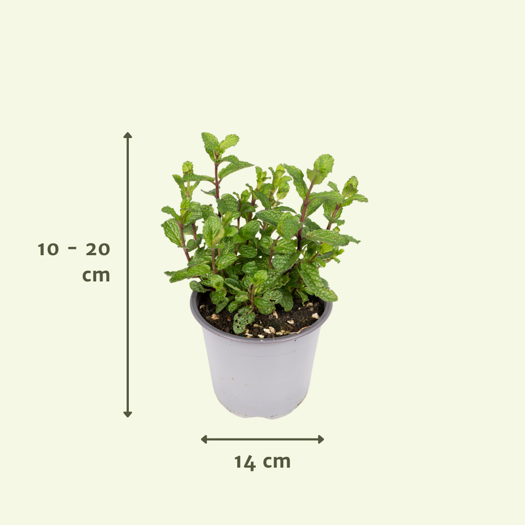 PROMO - Tuinkruiden Mix - 4 stuks - Ø14cm - ↕18cm