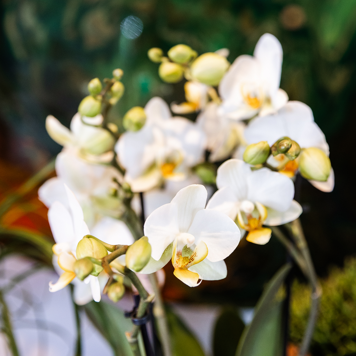Kolibri Orchids | Witte orchideeënset in Como dish incl. waterreservoir | drie witte Lausanne orchideeën 12cm | Mono Bouquet wit met zelfvoorzienend waterreservoir