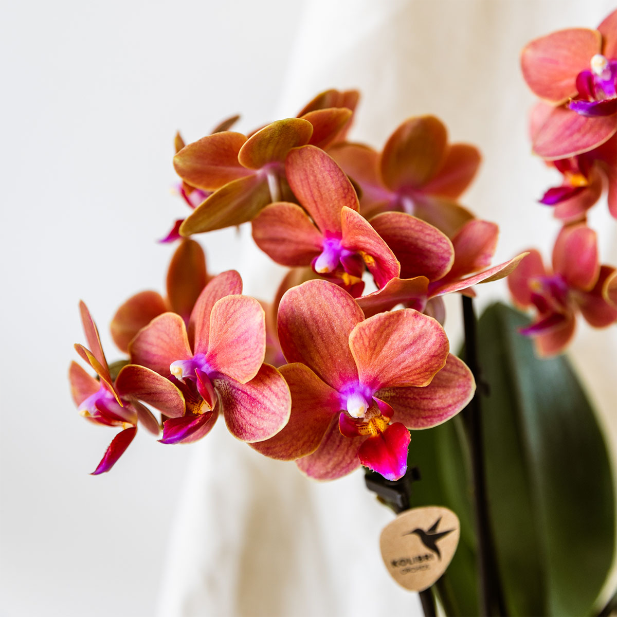 Kolibri Orchids | oranje orchideeënset in Como dish incl. waterreservoir | drie oranje orchideeën Bolzano 9cm | Mono Bouquet oranje met zelfvoorzienend waterreservoir