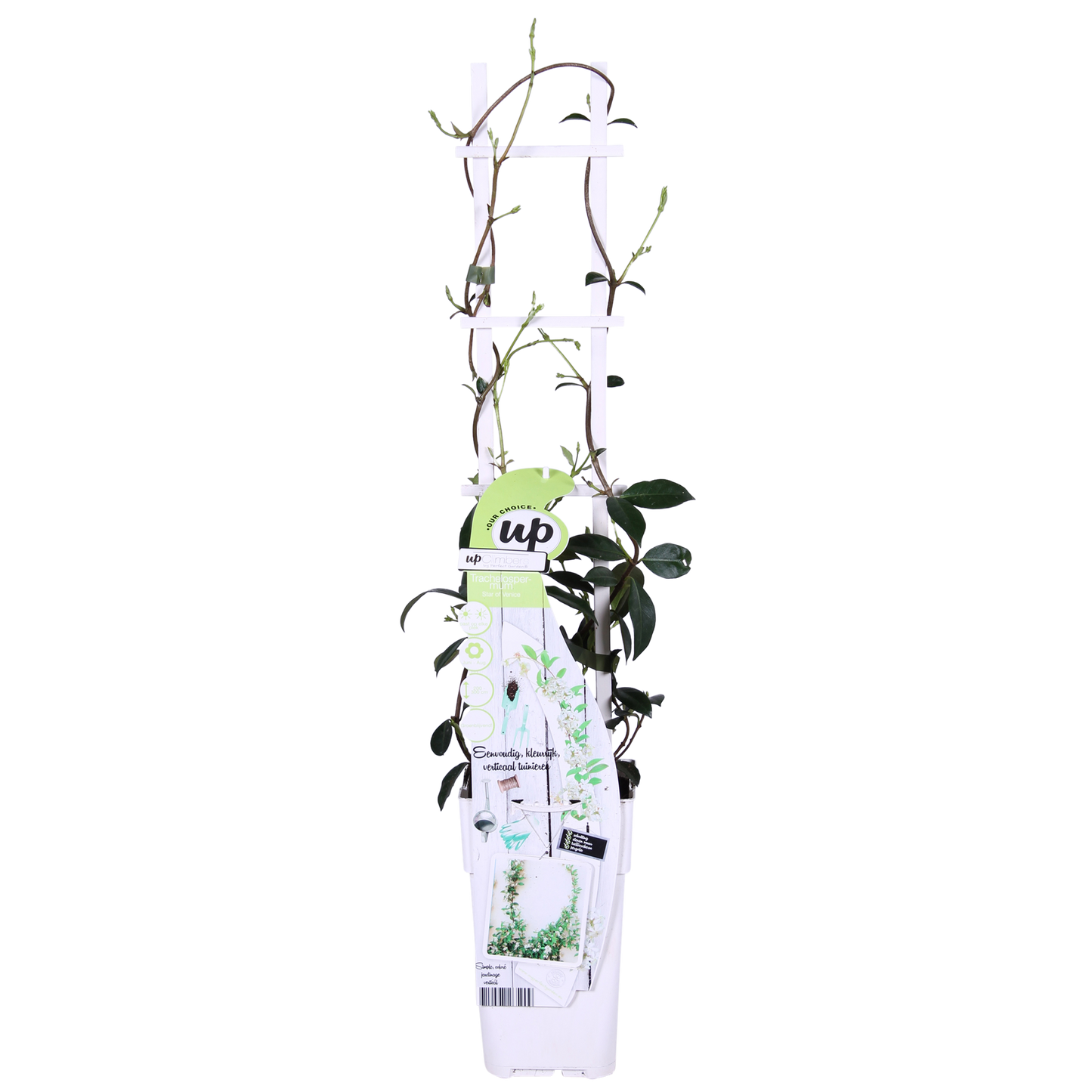 2x - Trachelospermum 'Star of Venice' - ↨65cm - Ø15