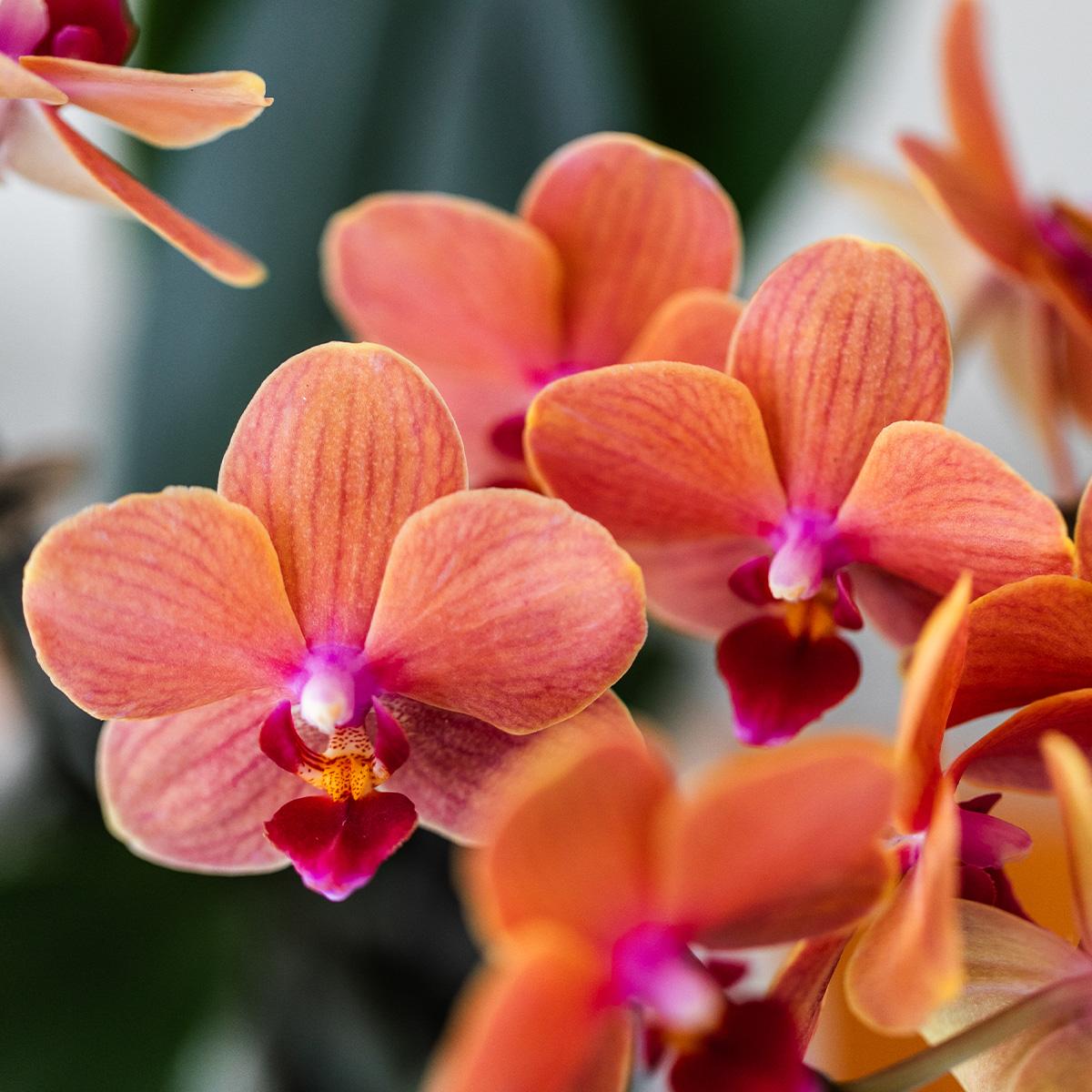 Kolibri Orchids | oranje orchideeënset in Como dish incl. waterreservoir | drie oranje orchideeën Bolzano 9cm | Mono Bouquet oranje met zelfvoorzienend waterreservoir