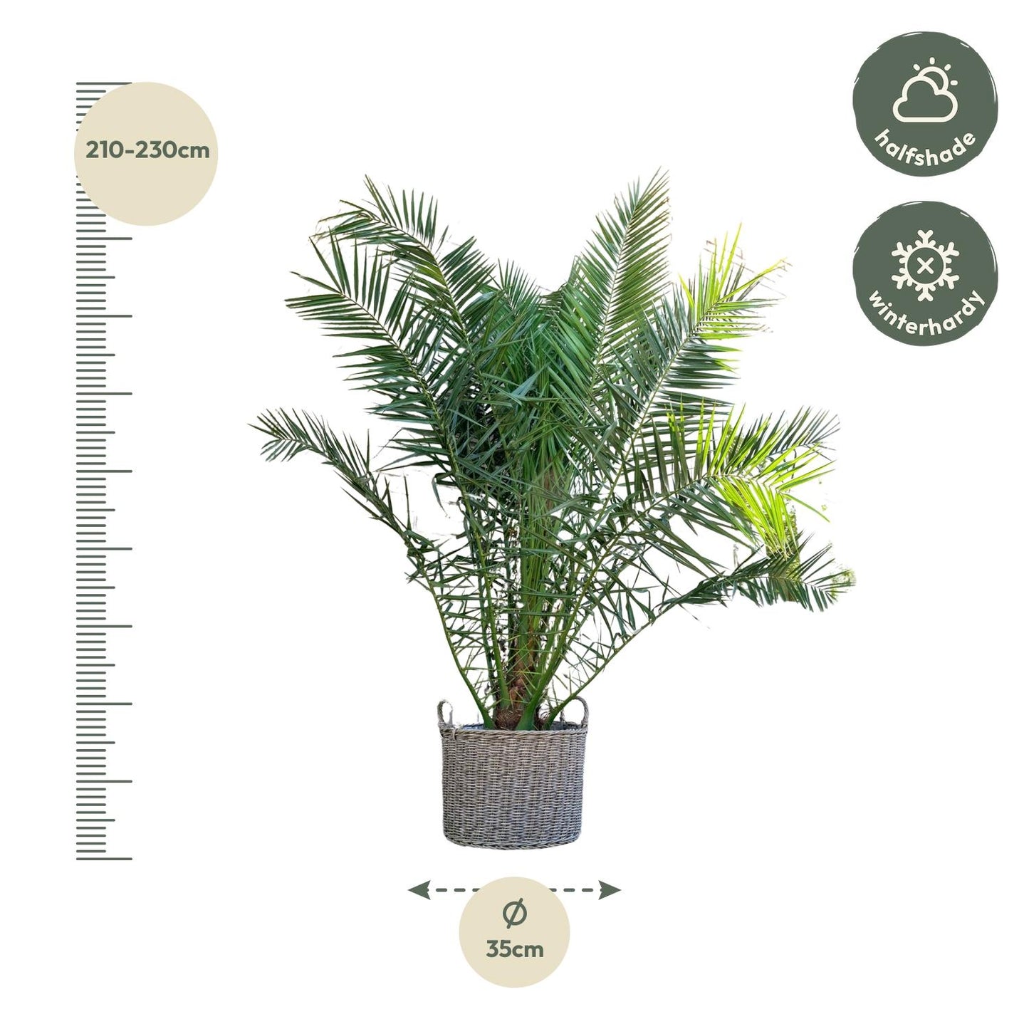 Phoenix Canariensis - 300cm - ø50