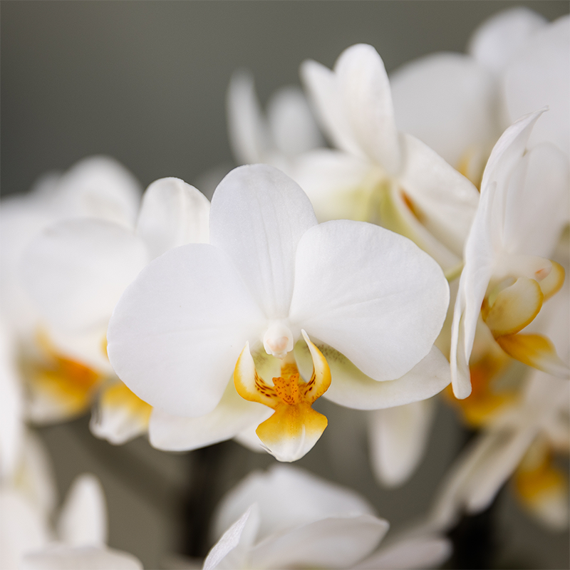 Kolibri Orchids | witte orchideeënset in Como dish incl. waterreservoir | drie witte orchideeën Lausanne 9cm | Mono Bouquet wit met zelfvoorzienend waterreservoir