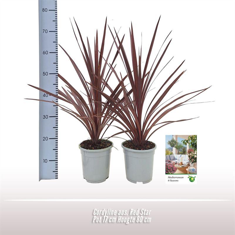 Cordyline Aus. Red Star - 1 stuk - Ø17cm - ↕80cm