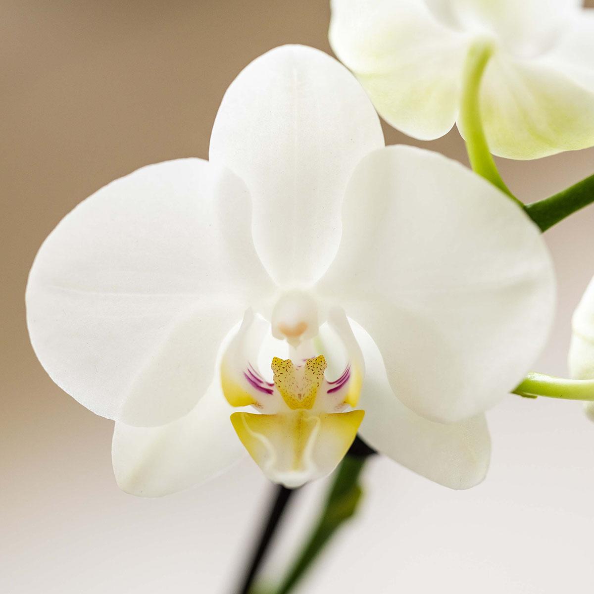 Kolibri Orchids | witte orchideeënset in Como dish incl. waterreservoir | drie witte orchideeën Amabilis 9cm | Mono Bouquet wit met zelfvoorzienend waterreservoir