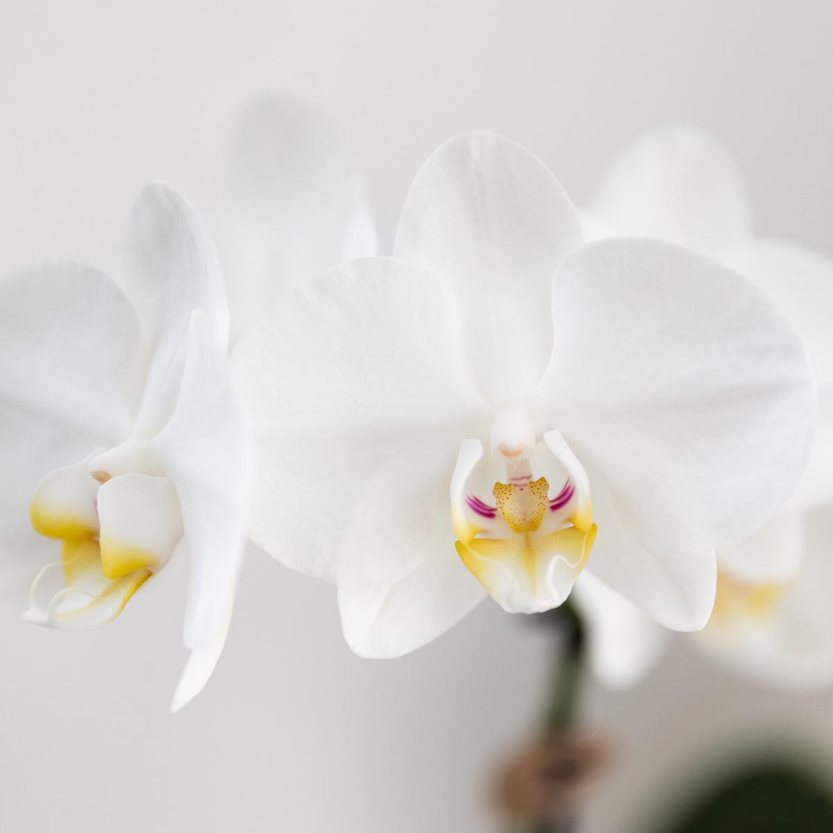 Kolibri Orchids | witte orchideeënset in Como dish incl. waterreservoir | drie witte orchideeën Amabilis 9cm | Mono Bouquet wit met zelfvoorzienend waterreservoir