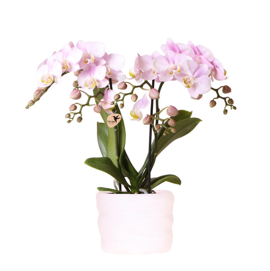 Kolibri Orchids | Roze orchidee Portugal 9cm in Como pot incl. waterreservoir