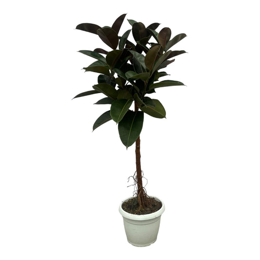 Ficus Elastica Robusta stam - 140 cm - Ø27cm