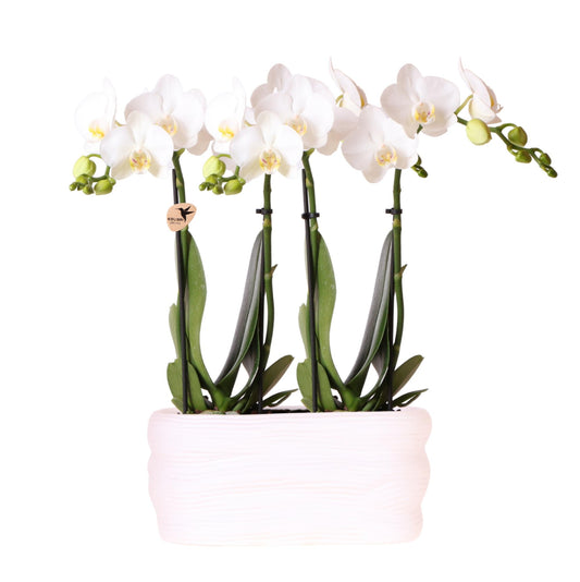 Kolibri Orchids | Witte orchideeënset in Como dish incl. waterreservoir | twee witte Amabilis orchideeën 9cm