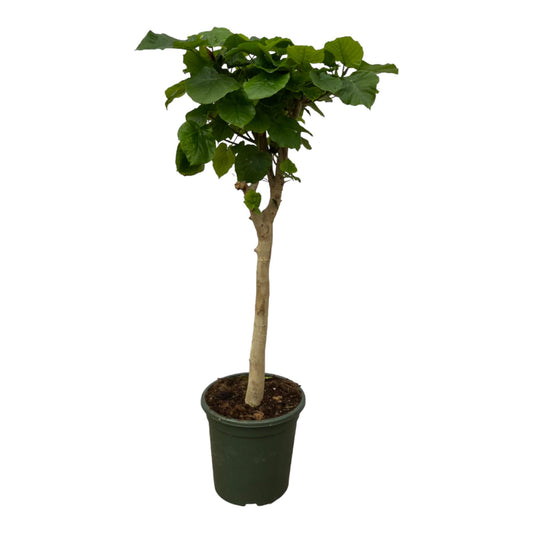 Ficus Umbellata stam - 140 cm - Ø30cm