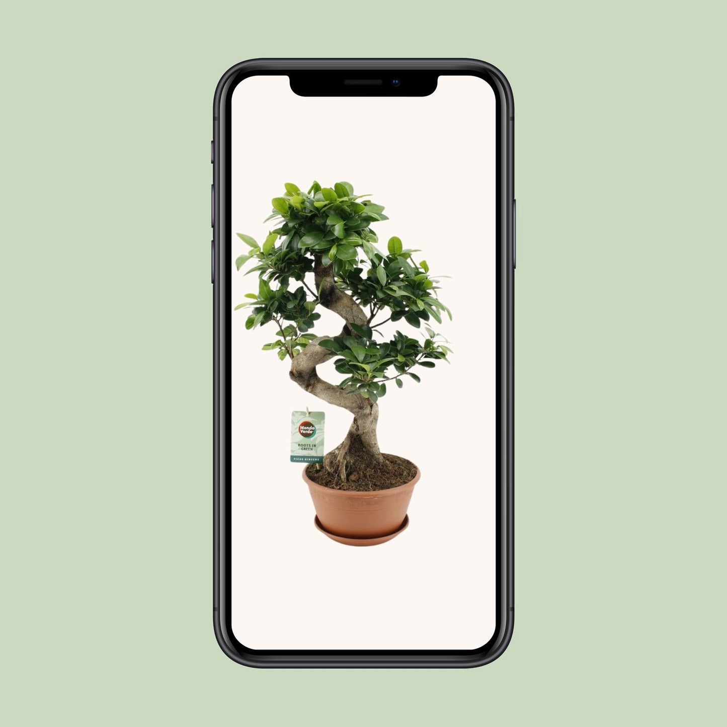 Ficus Ginseng - Ø22cm - ↕60cm