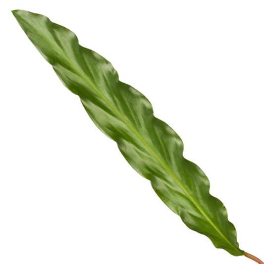 Calathea Elgergrass - 35 cm - Ø12cm