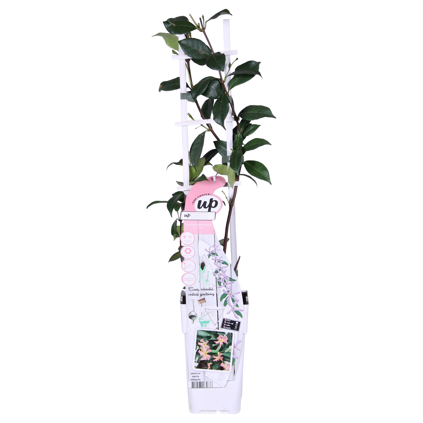 2x - Trachelospermum 'Star of Ibiza' - ↨65cm - Ø15