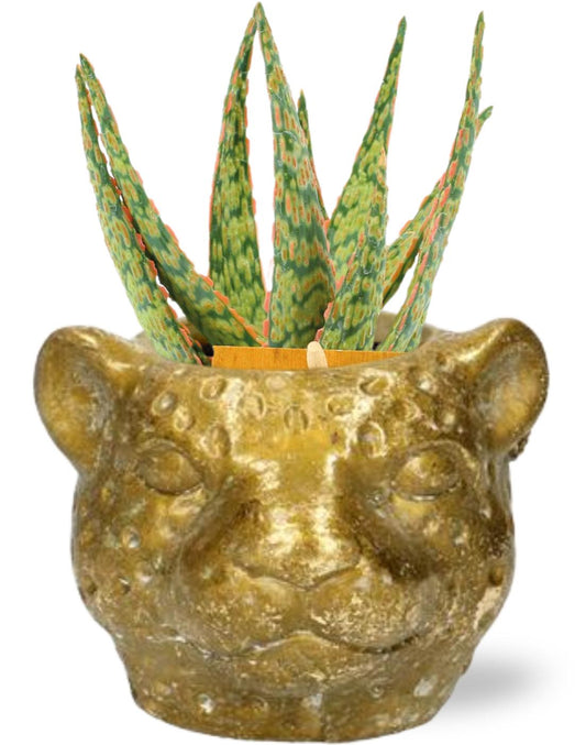 Aloe Hybride - Ø10,5cm - ↕15cm + Planter Luipaard D12x9,5cm - Goud