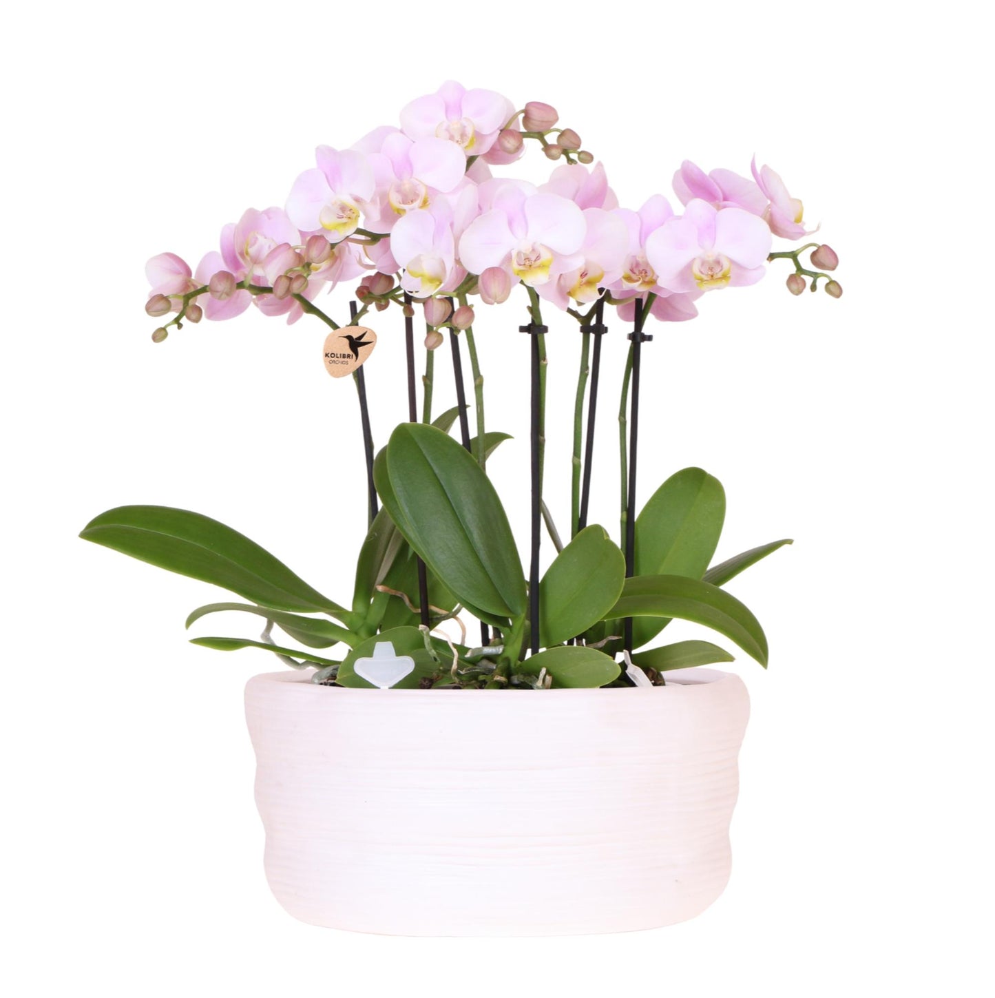Kolibri Orchids | roze orchideeënset in Como dish incl. waterreservoir | drie roze orchideeën Portugal 9cm | Mono Bouquet roze met zelfvoorzienend waterreservoir