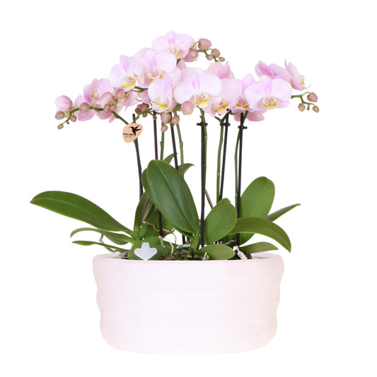 Kolibri Orchids | roze orchideeënset in Como dish incl. waterreservoir | drie roze orchideeën Portugal 9cm | Mono Bouquet roze met zelfvoorzienend waterreservoir