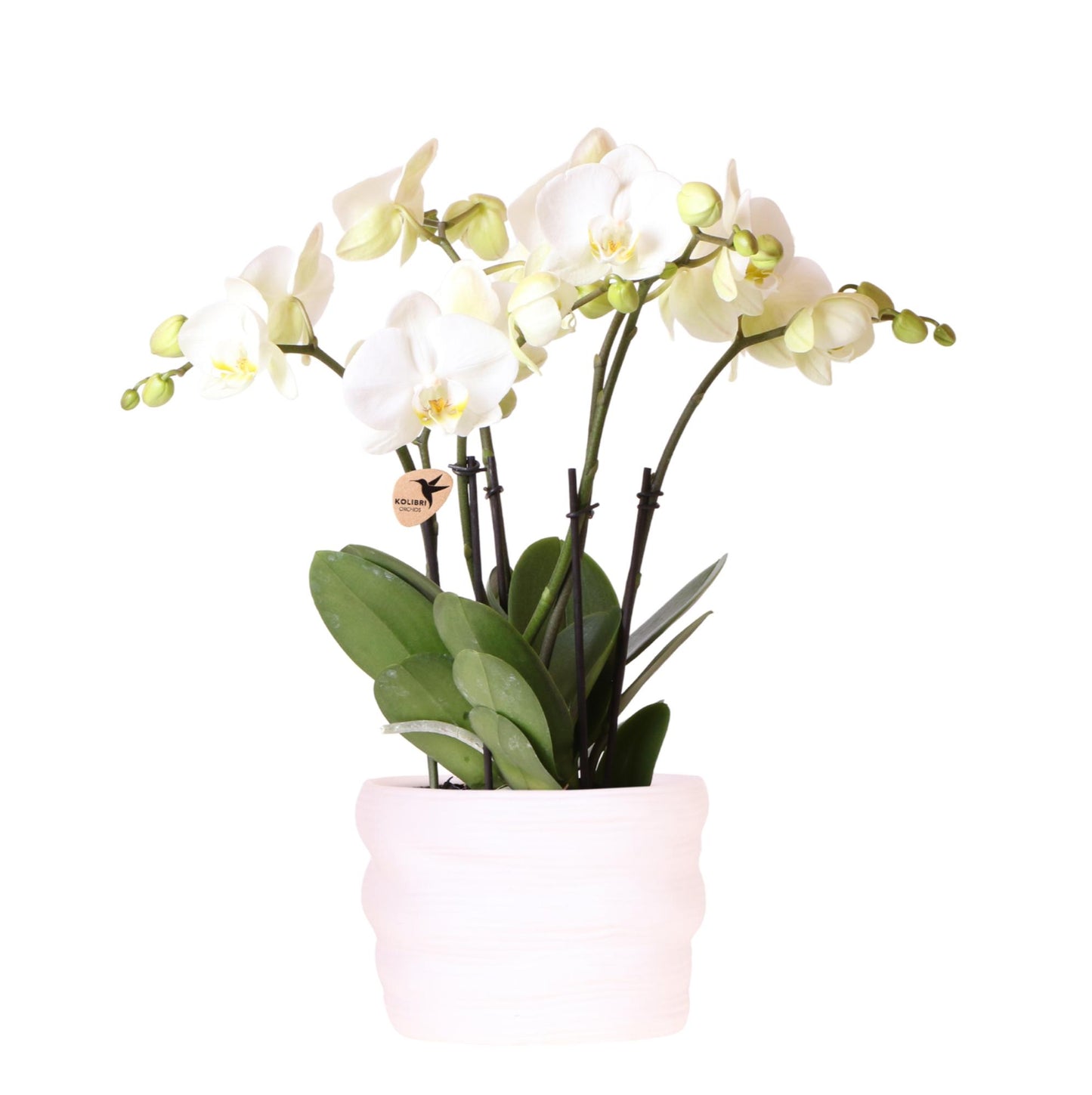 Kolibri Orchids | Witte orchidee Ghent 12cm in Como pot incl. waterreservoir