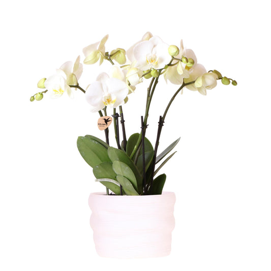 Kolibri Orchids | Witte orchidee Ghent 12cm in Como pot incl. waterreservoir
