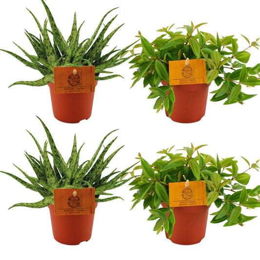 2x Aloe Spider + 2x Peperomia Ang. Rocca Vivace - 4 stuks - Ø10.5cm - ↕10cm