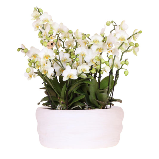 Kolibri Orchids | Witte orchideeënset in Como dish incl. waterreservoir | drie witte Lausanne orchideeën 12cm | Mono Bouquet wit met zelfvoorzienend waterreservoir