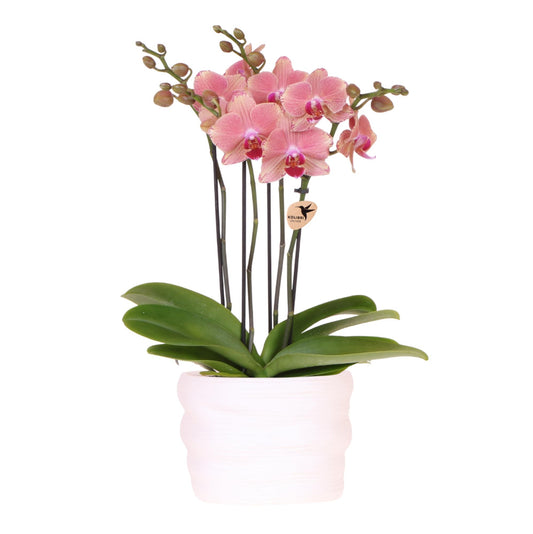 Kolibri Orchids | Oranje roze Kolibri Orchids Pirate Picotee 12cm in Como pot incl. waterreservoir