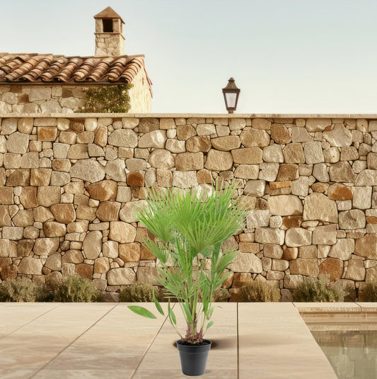 Chamaerops humilis - 140 - 160cm- Ø24